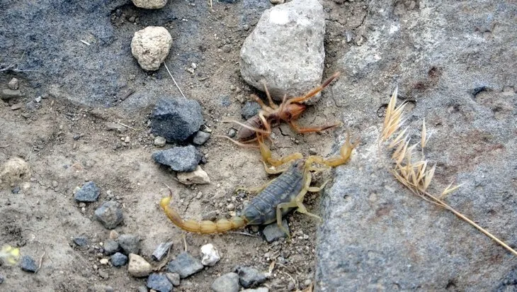 Van'da bir mahalleyi istila ettiler! İncelemeye gelen ekipler şaşkına döndü!