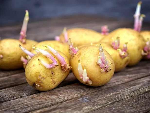 patates-boyle-gorunuyorsa-sakin-mutfaginiza-sokmayin-megerse-1708249248204.jpg Patates böyle görünüyorsa sakın mutfağınıza sokmayın! Meğerse... - 4