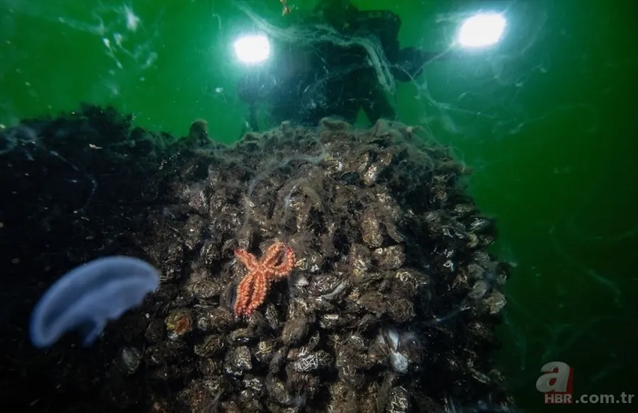 Deniz salyası ABD basınında: Marmara ölüyor! Çevre profesöründen kritik uyarı geldi 8