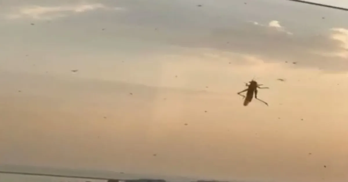 Son dakika: Çekirge sürüleri o şehri istila etti! Belediye ekipleri gün boyunca onlarla mücadele ediyorlar |Video