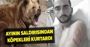 Ayının saldırısından köpekleri kurtardı