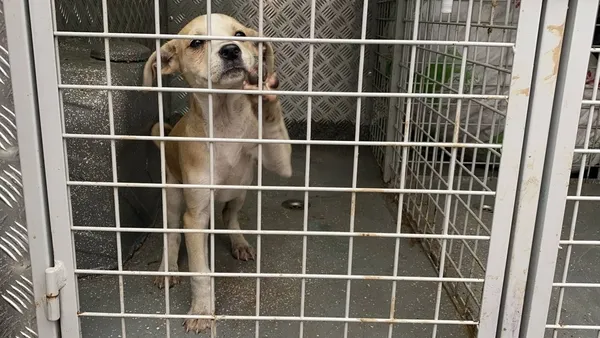 1616485233419.jpg Ölüme terk etmişlerdi! Sürekli havlaması sayesinde kurtarıldı - 3