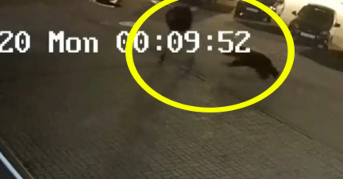 Rusya’da tüyler ürperten görüntü! Ayı saldırısı kamerada | Video