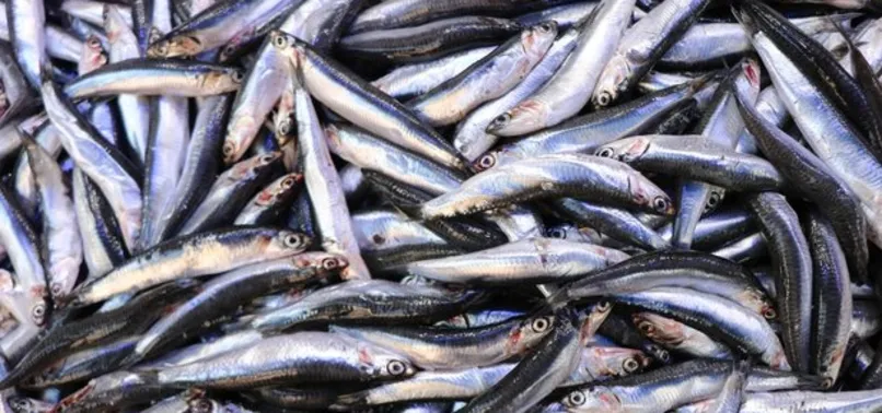 Son dakika: Balıkçılardan 'hamsi' müjdesi! Fiyatlar düşecek