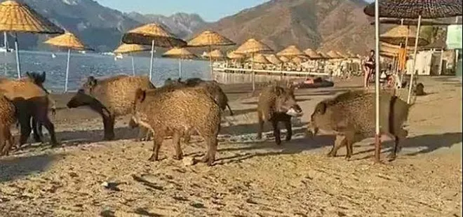 Muğla’da domuz sürüsü plaja indi! Vatandaş şaşkınlığını gizleyemedi