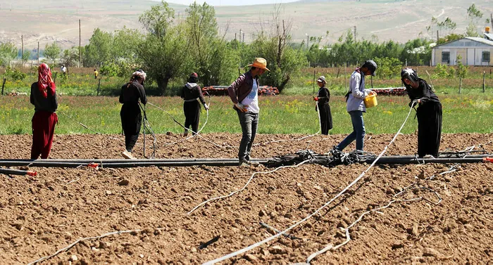Başkan Erdoğan’ın çağrısıyla Gevaş’ta üretim seferberliği başladı