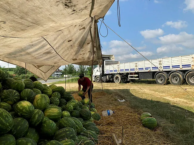 Sakarya’da alıcı ve satıcı tartışınca 23 ton karpuz nakliyecinin elinde kaldı - 2
