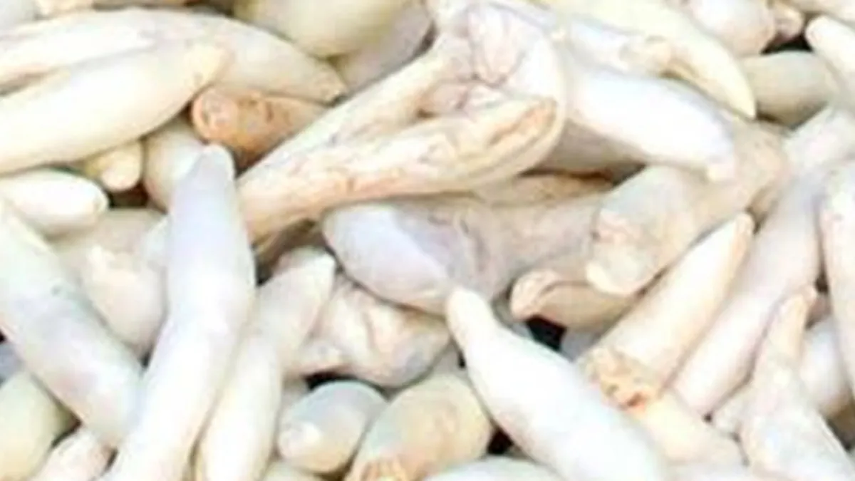 Kilogram fiyatı yarım altınla yarışıyor! Kendiliğinden yetişiyor toplaması çok zor faydaları say say bitmiyor