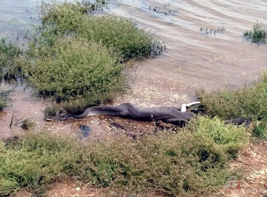Dev piton ile timsahın yaşam savaşı! O anlar böyle görüntülendi... 14