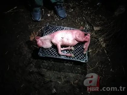 Koyunun doğurduğu kuzu görenleri dehşete düştü! Yüzü ve tüyleri...