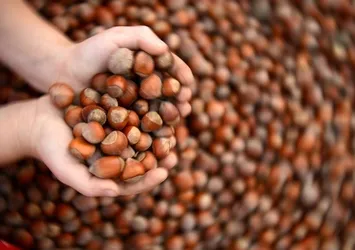 Fındığı olan yaşadı!