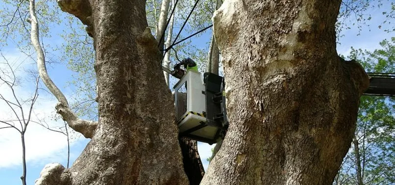 Samsun’da 1100 yıllık çınar ağacı bakıma alındı