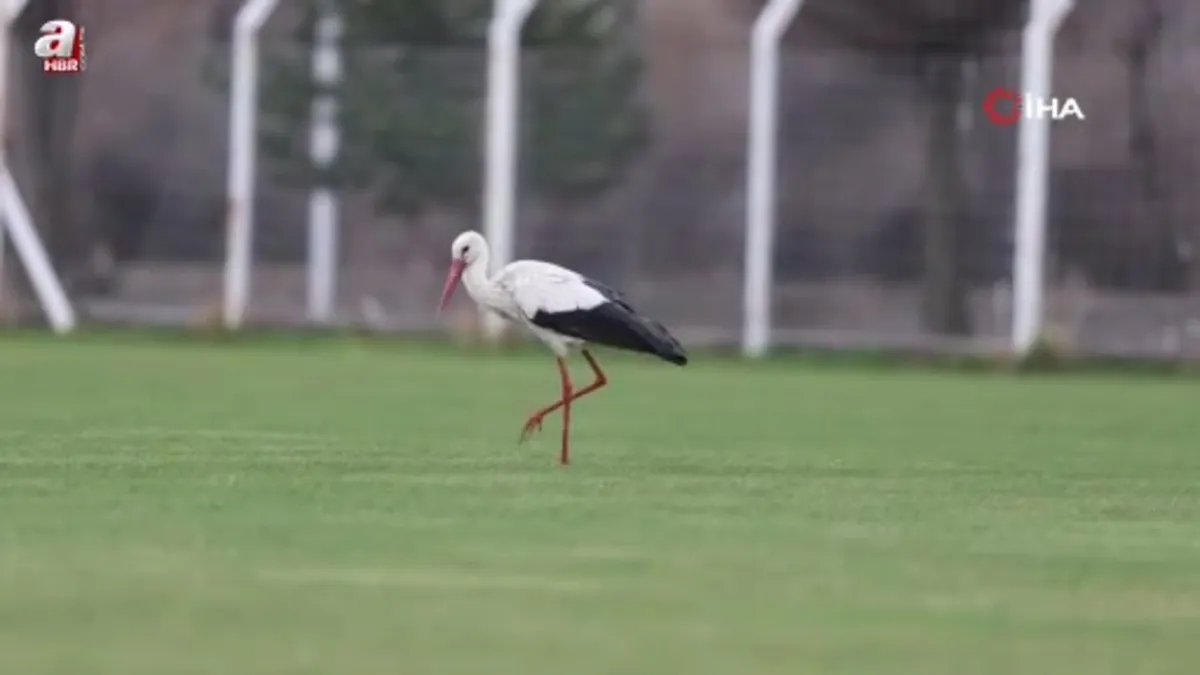 'Yiğido Leylek' Sivasspor Tesisleri'nde
