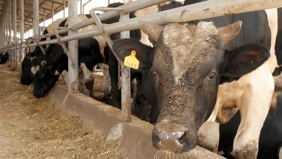 Ankara’dan sonra Bolu’da! Deli Dana hastalığı nedir, bulaşıcı mı, belirtileri neler? Tedavisi var mı?