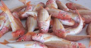 Barbun fiyatları tavan yaptı!