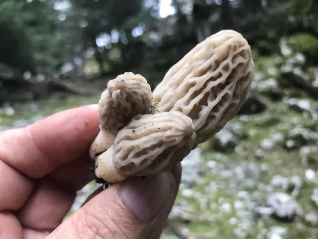 dogada-nadir-bulunan-kuzugobegi-mantarinin-kilogrami-600-liradan-satiliyor-1713174997142.jpg Doğada nadir bulunan kuzugöbeği mantarının kilogramı 600 liradan satılıyor