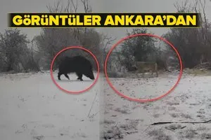 Görüntüler Ankaradan! Belgeselleri aratmadı