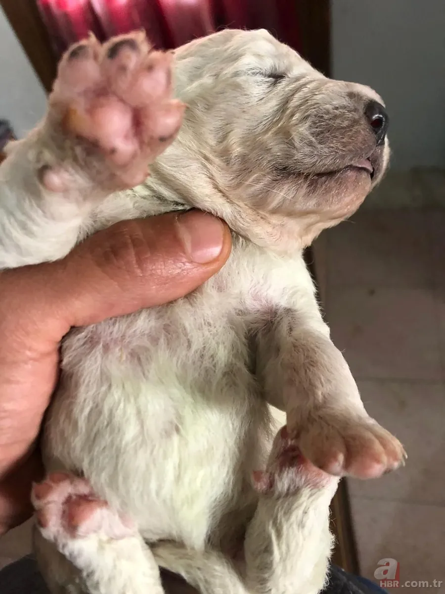 Yeşil olarak dünyaya geldi! Hemen fenomen oldu... 5