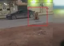 Sokaktaki aslanı görenler şoke oldu