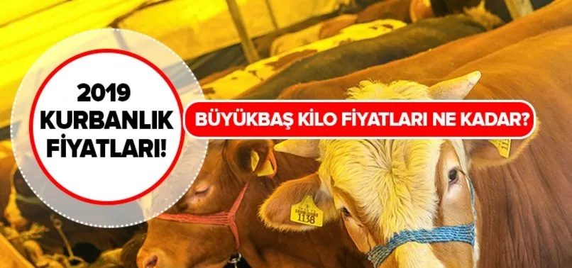 Büyükbaş canlı kurbanlık kilo fiyatı ne kadar? Büyükbaş kurbanlık fiyatları hisseleri ne kadar kaç lira?
