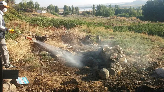 Sivrisinek sayısında artış! Uzman isim uyardı: ölüme sebep olan virüsleri bulaştırır - 3