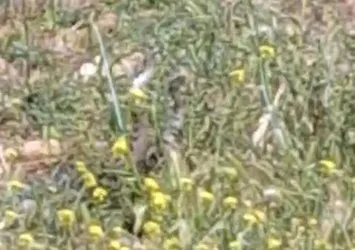 Otların içerisinde gördü! Hemen telefona sarıldı