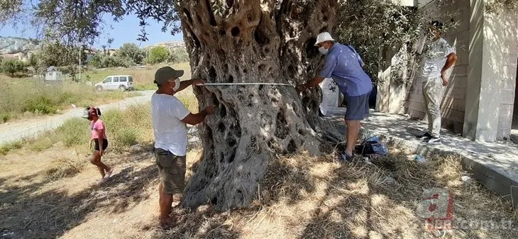 CHP Belediyesi Aydın’da 1500 yıllık zeyin ağacının dibine villa yaptılar