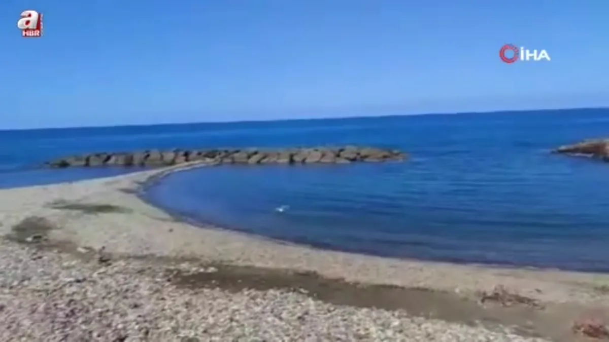 Giresun'da duyarlı vatandaş martının hayatını kurtardı