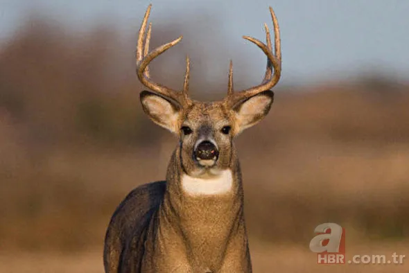 Yüzlerce insanı öldüren katil! Hava karardığında... 15