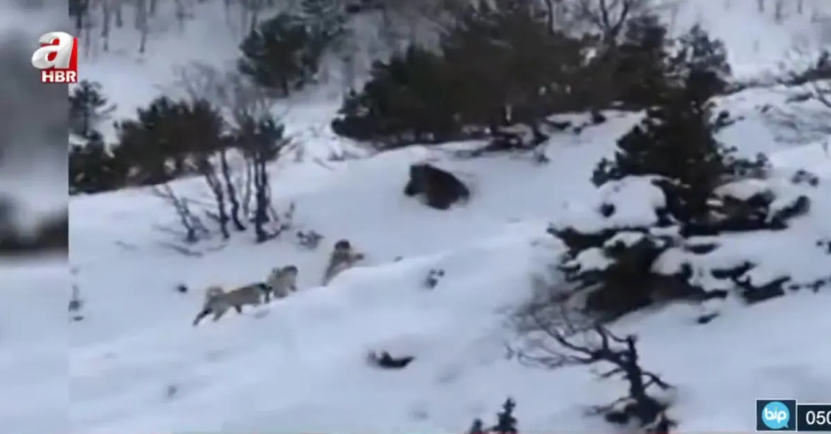 Köye inen ayıyı köpekler kovaladı