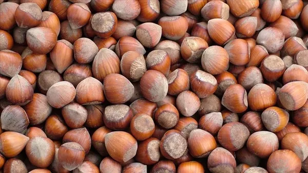 FINDIK FİYATLARI 2023🌰 13 Şubat fındık fiyatları ne kadar, kaç TL oldu? Giresun, Ordu, Düzce, Samsun güncel fiyat listesi!