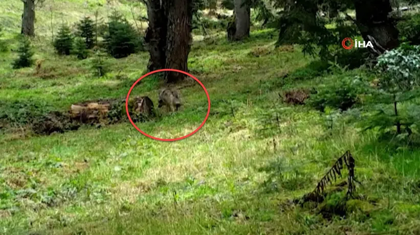 Nesli tükenmekte! DKMP fotokapanına yakalandı