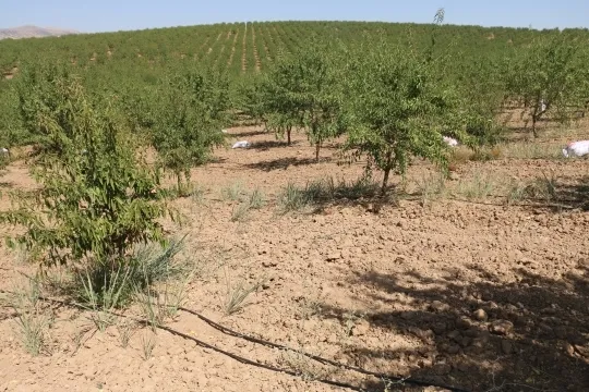 Türkiye, ABD’nin tekeline son verecek! Badem üretim alanları arttı