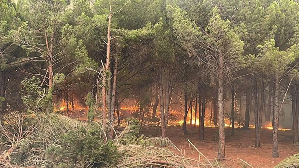 Aydın'da orman yangını büyüdü! Alevler sınıra ulaştı