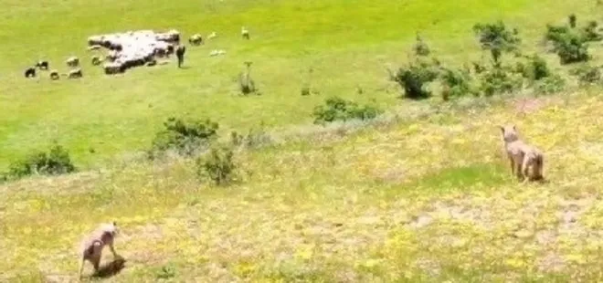 Karşılıklı pusu! Drone böyle görüntüledi