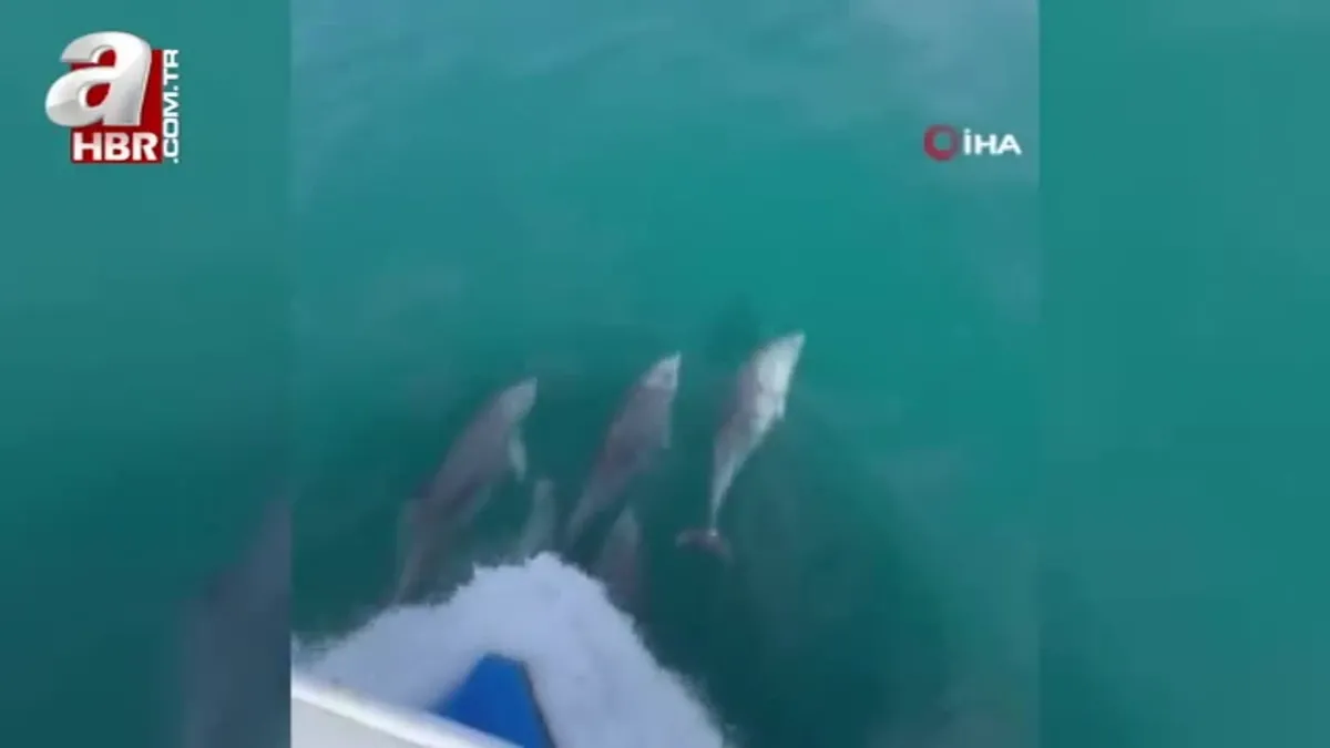 Yunusların dansı görsel şölen oluşturdu