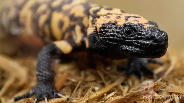 Corona virüs kehaneti Baba Vanga'yı bile geride bıraktı! Salgını 15 sene öncesinden bilmiş 20