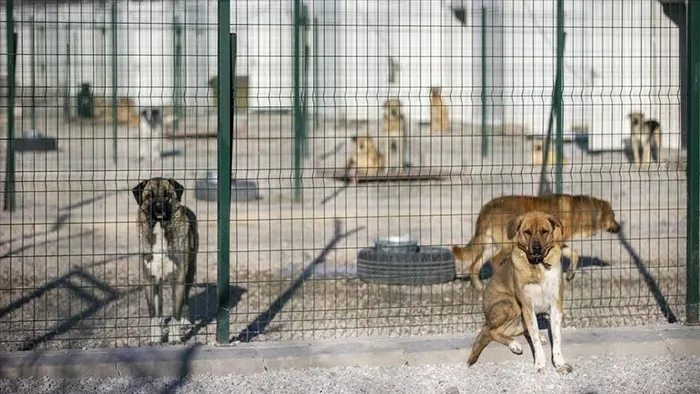 1725770099649.jpeg MASAK raporu 'mama lobisi'nin rantını ortaya koydu: Yılda 500 milyar TL - 1