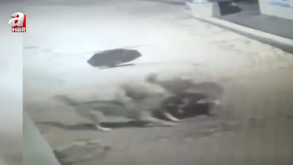 Kurtlara yem olmaktan kangallar kurtardı! Kangal kurt kapışması kamerada