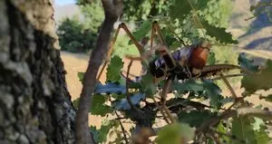 Batman’da görülen dev çekirgeler ürküttü