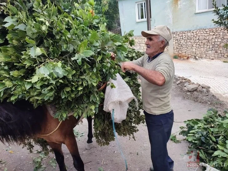 Defne yaprağı Türkiye’den dünyaya satılıyor: Kilosu bin 500 TL