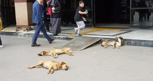 O köpeklerin tamamı toplanacak!