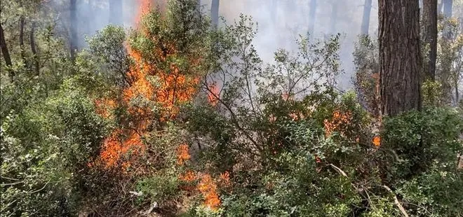 Son dakika | İzmir Urla’da orman yangını