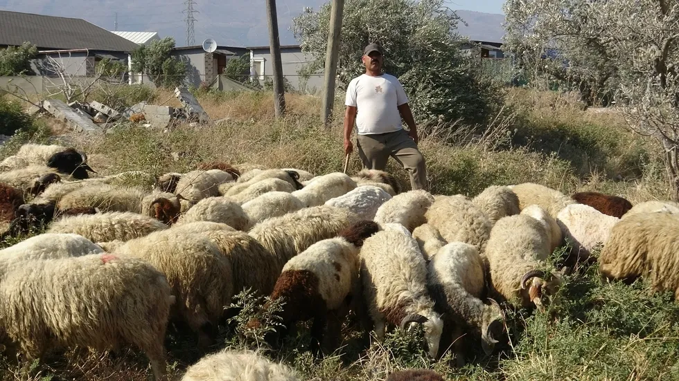 80 bin TL maaşı duyan kaçıyor! Çareyi kendi hayvanlarının başına geçmekte buldu - 5