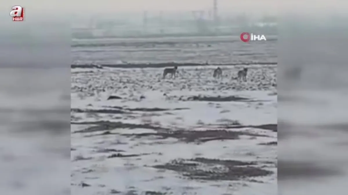 Aç kalan kurt sürüsü Iğdır ovasına indi