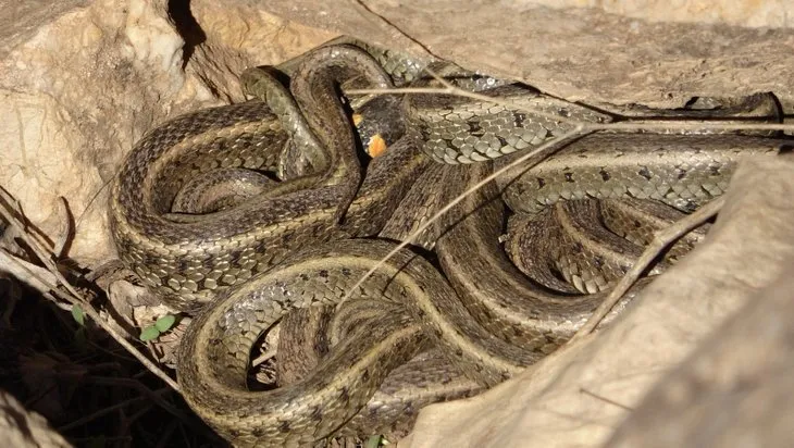 Bahçede ortaya çıktı! 1,5 metre uzunluğunda yılan böyle görüntülendi