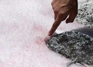 Alpler'de ilginç doğa olayı! Pembeleşmeye başladı