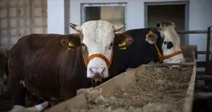 2023 Kurban Bayramı ne zaman? Kurban Bayramı hangi ay, hangi güne denk geliyor? 2023 DİYANET DİNİ GÜNLER TAKVİMİ