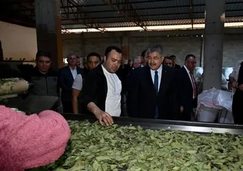 Osmaniye'de defne yaprağı hasadı başladı