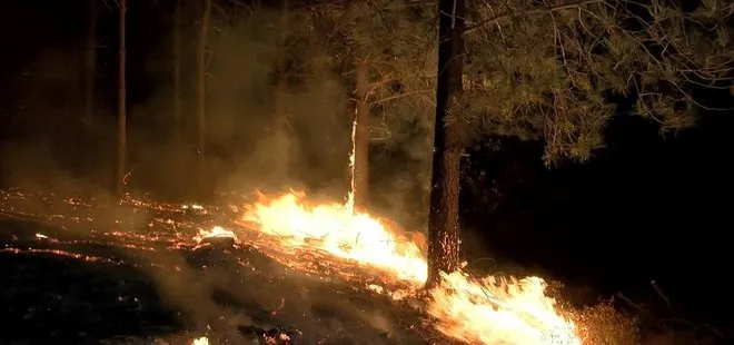 Son dakika: Pendik’te ormanlık alanda yangın